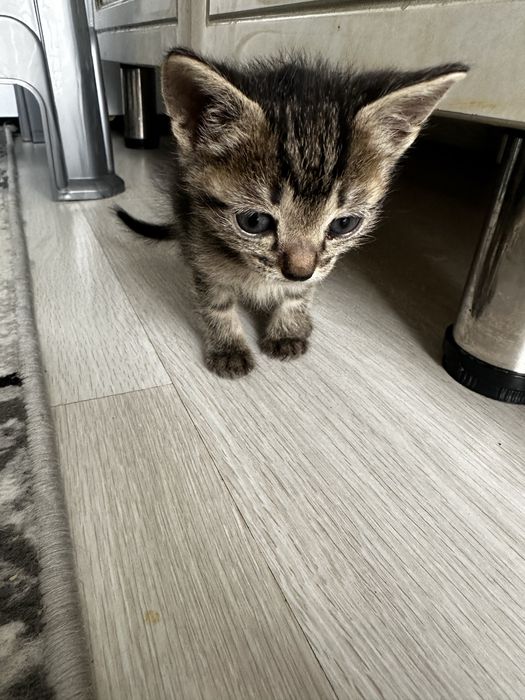 Отдам даром котят