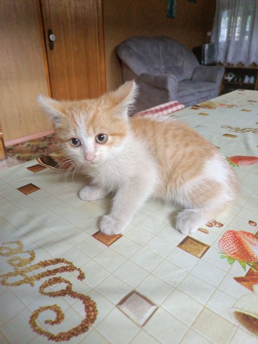 Отдадим в добрые руки