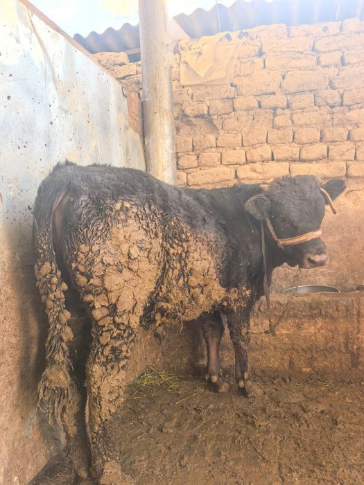 Продам Бычков жырный стоить на откорме