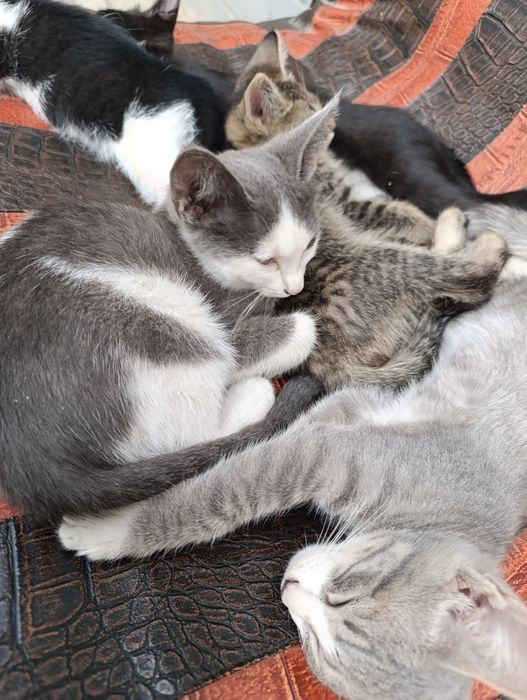 Gangster uslubidagi porno