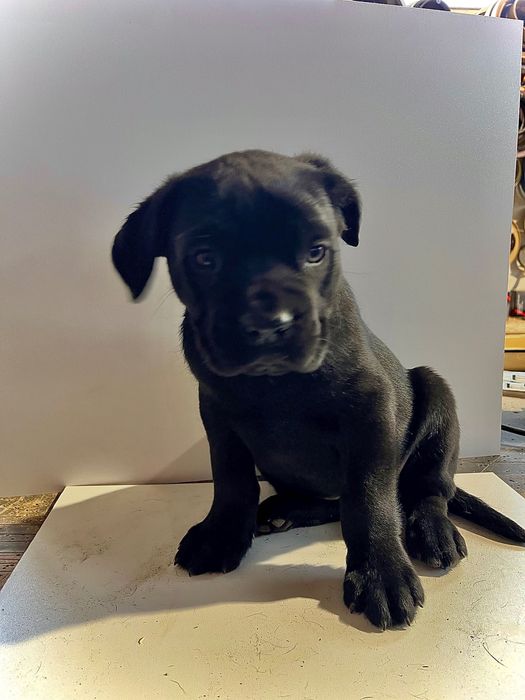 Продавам бебета Кане Корсо