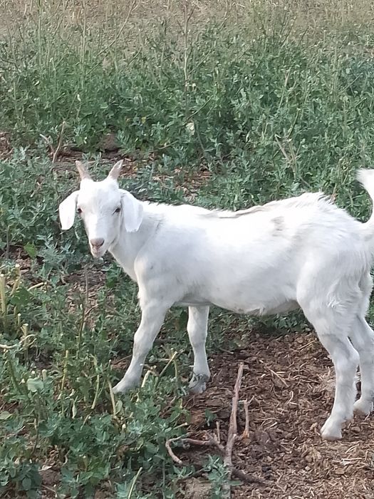 Продам двух козлят