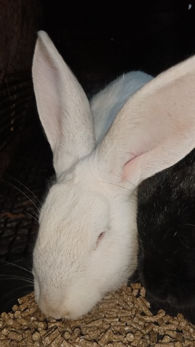 Продам домашнего кролика