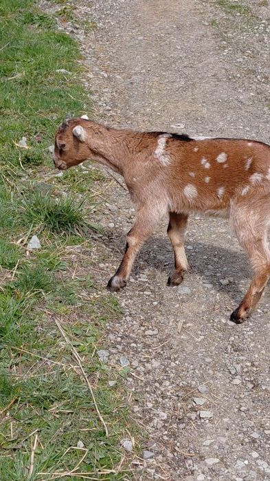 Vand ieduț.            .