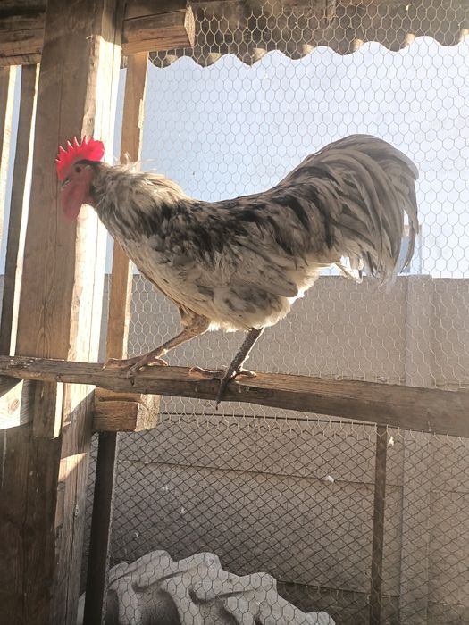 Vând cocoș australorp splash 2025