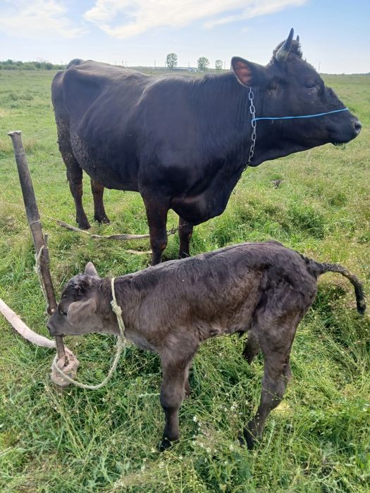 Vand 2 vaci brune de maramures  albele 4 ani cu  tauras ambele