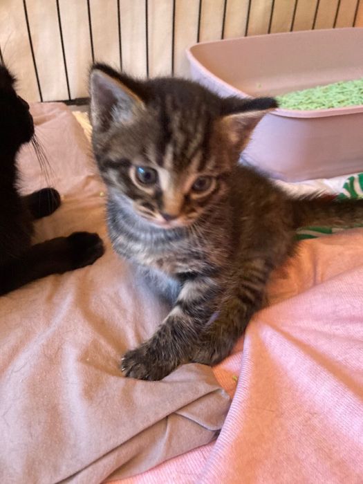 Котики в добрые руки