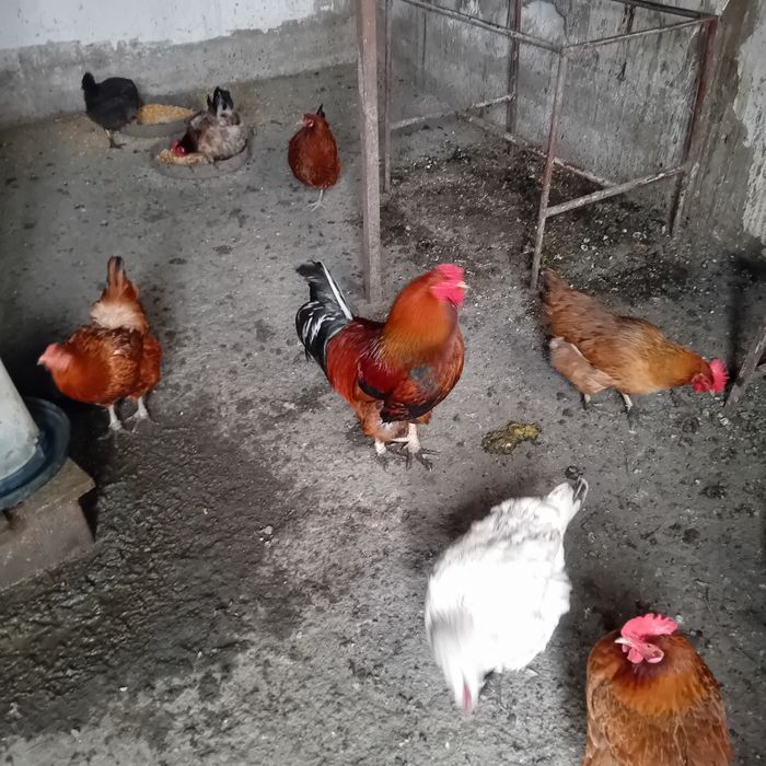 Vând oua gasca alba și gaina