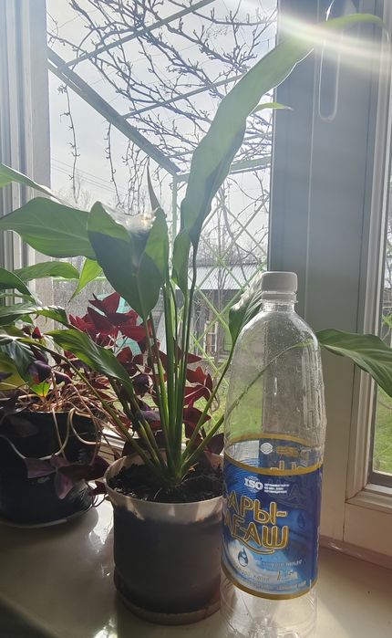 Продам цветок Женское счастье