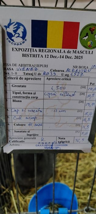 Vienez Albastru  iepure