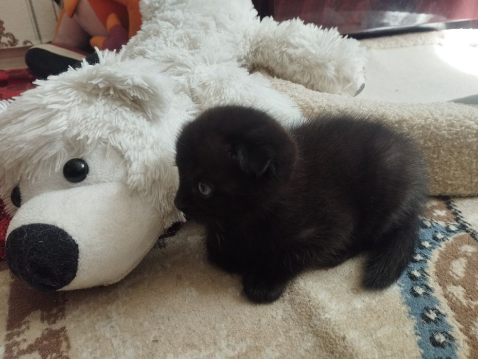 Шотландские котята Scottish fold