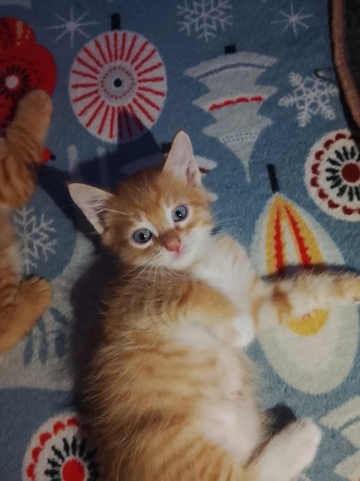 отдам котят в добрые руки