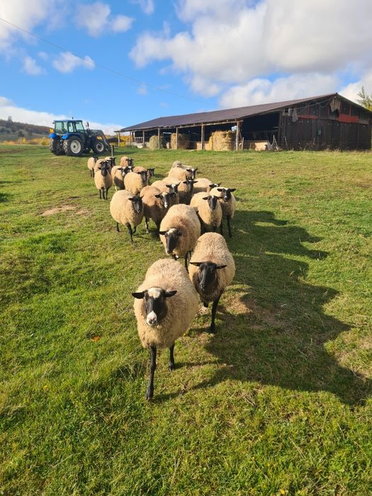 Oi romanov rasa pura