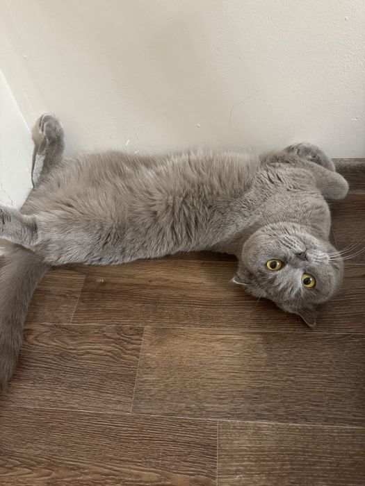 Кошка вислоухая британская