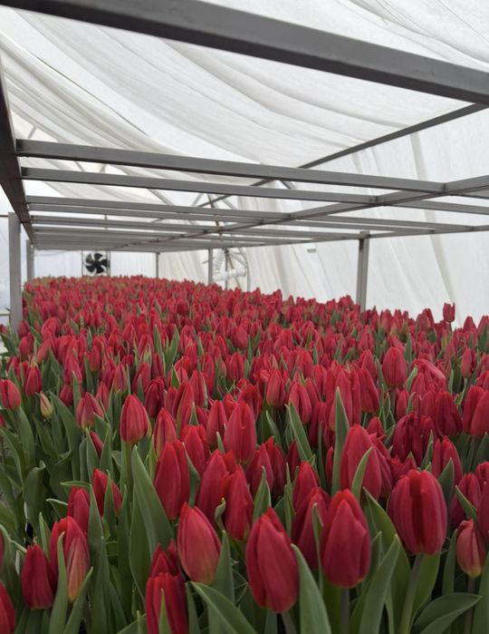 Тюльпаны 60 см с крупным бутоном. Свежий срез, отличное качество.