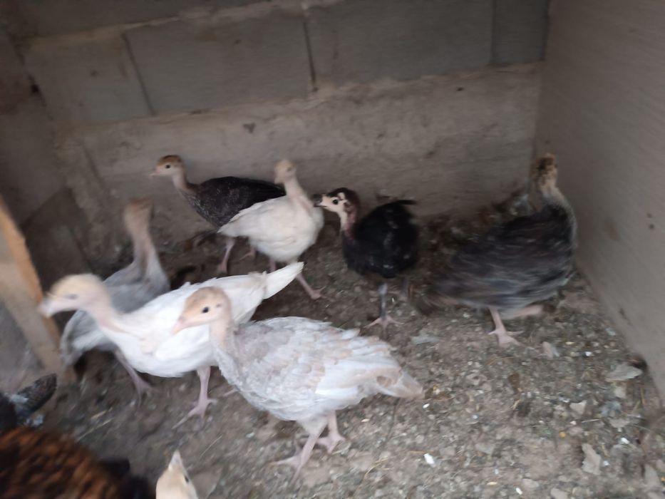 Индюшата индюшата