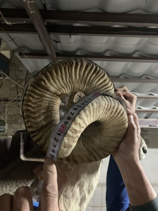 Голова Аркара