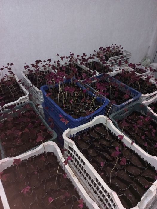 Kislitsa guli sotiladi