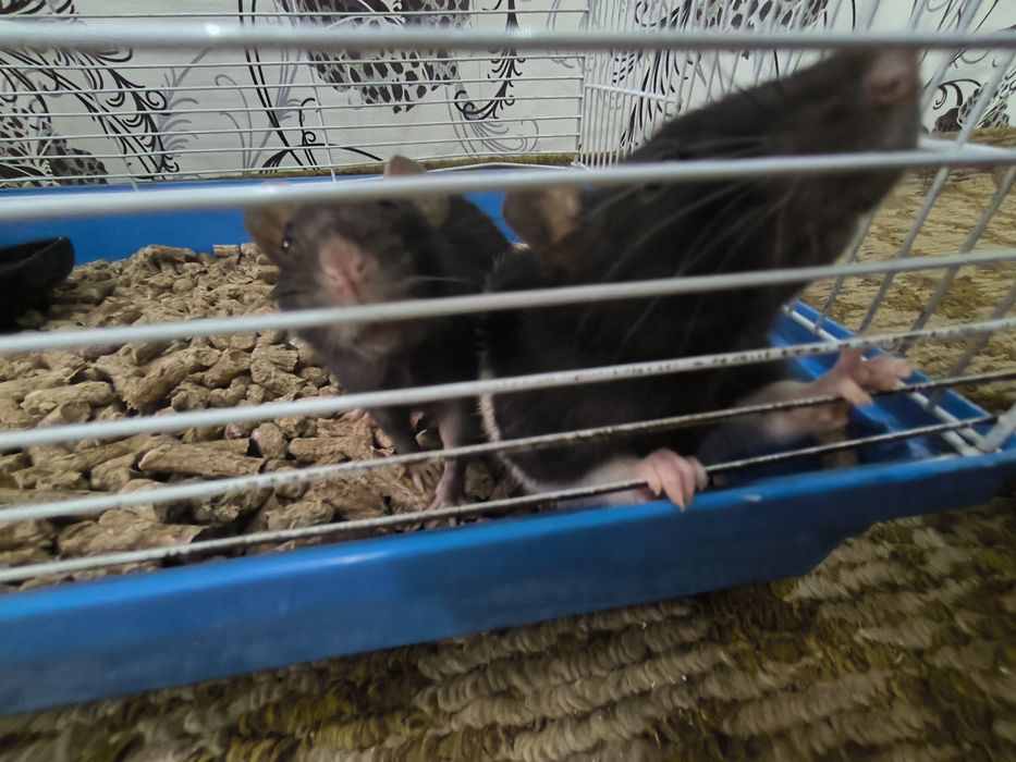 Продам 3 домашней крысы