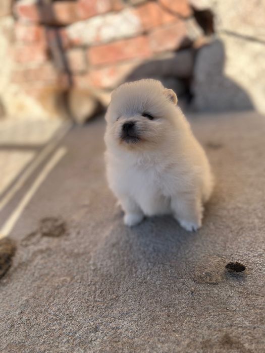 Мини померанчета