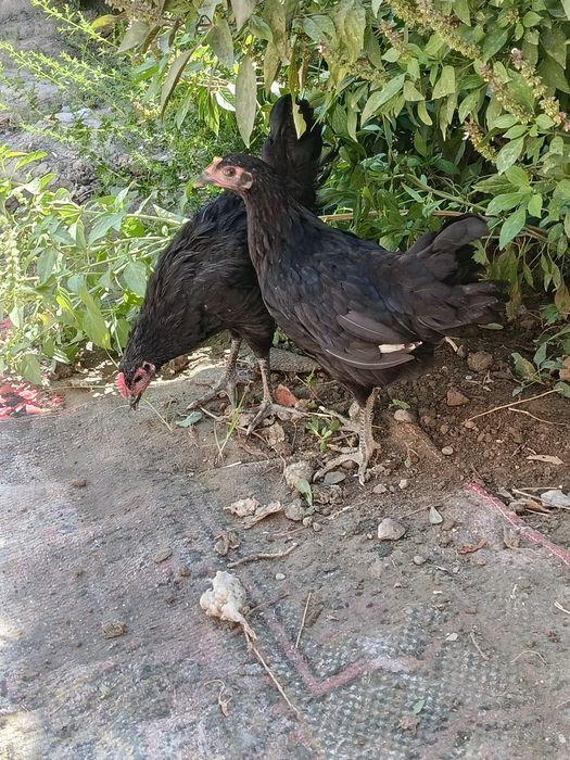 2 ta tovuq sotiladi biri ho'roz bo'lishi ham mumkin