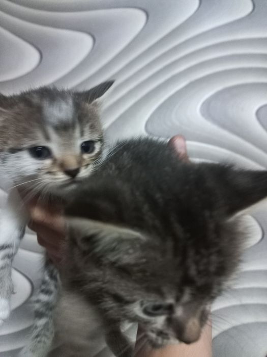 Отдам котят бесплатно