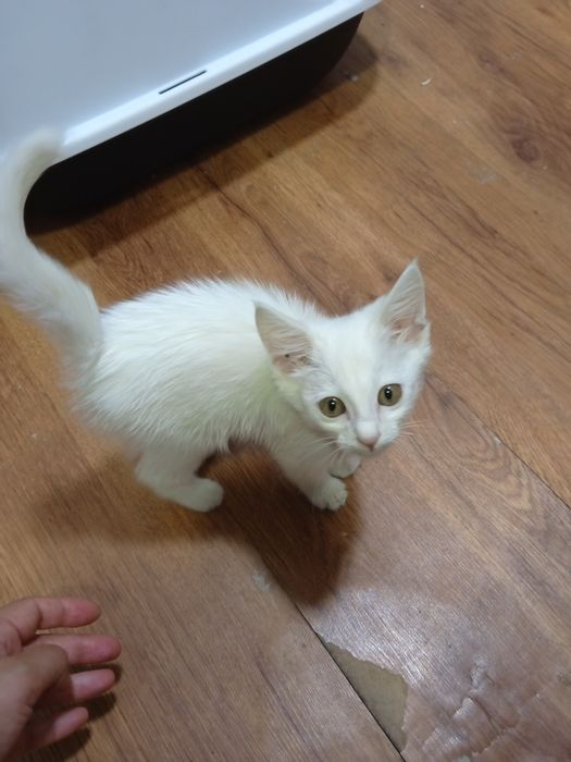 Mushuk turetiskiy angora