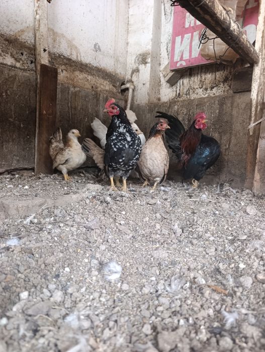 продам японский петух