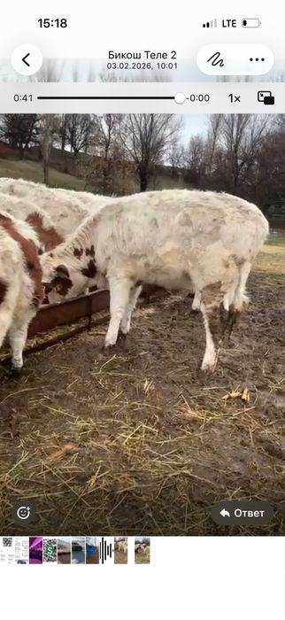 Таналар сатылады