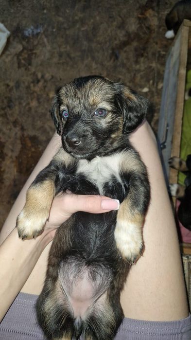 Щенки в добрые руки