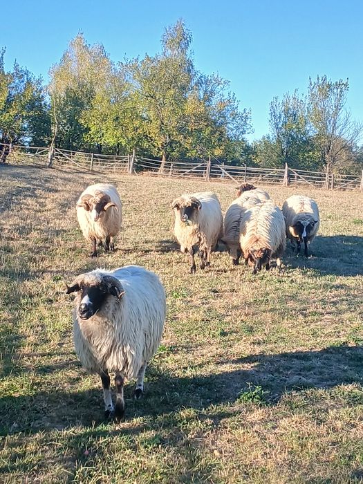 Dacă place la careva sunt de vânzare