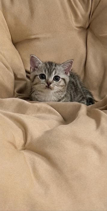 Продам шотландскую кошечку