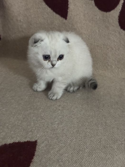 Шотландский вислоухий