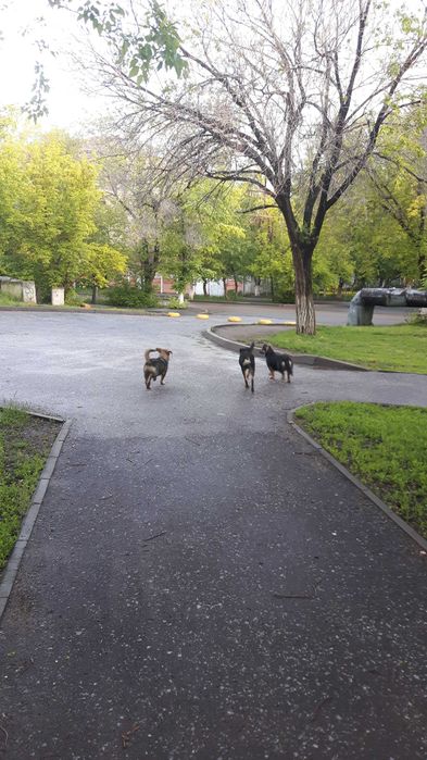 Щеночки-звоночки