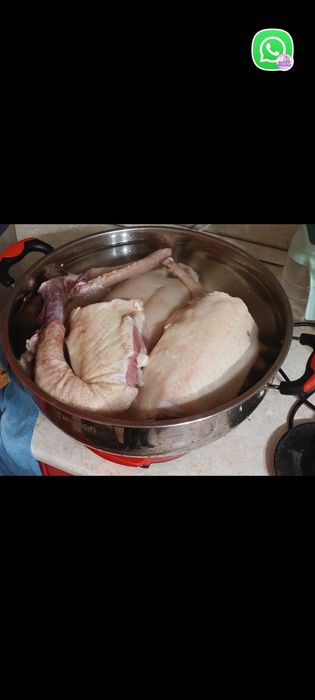 Гусь                продам