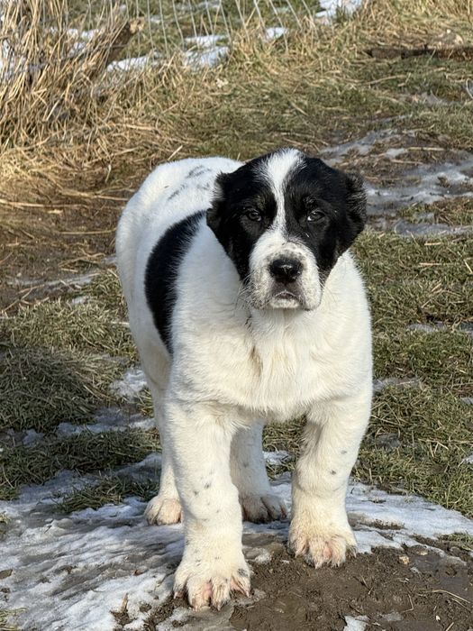 Mascul ciobanesc de Asia Centrala