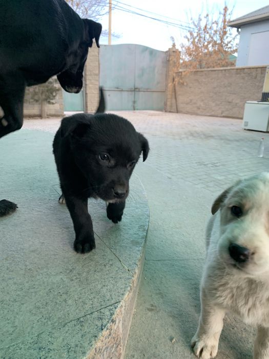 Отдам щенят в добрые хорошие руки