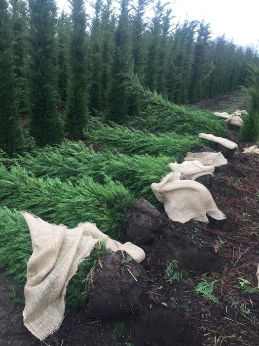 Tuia leylandy pentru gard viu 1.4-3m