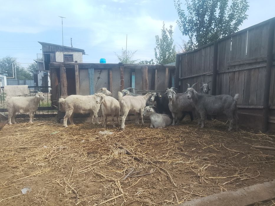 Продам взрослых коз