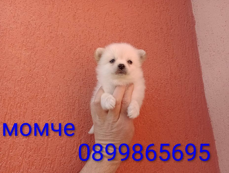 Мини Шпиц - Померан.
Мъжки и женски кученца.