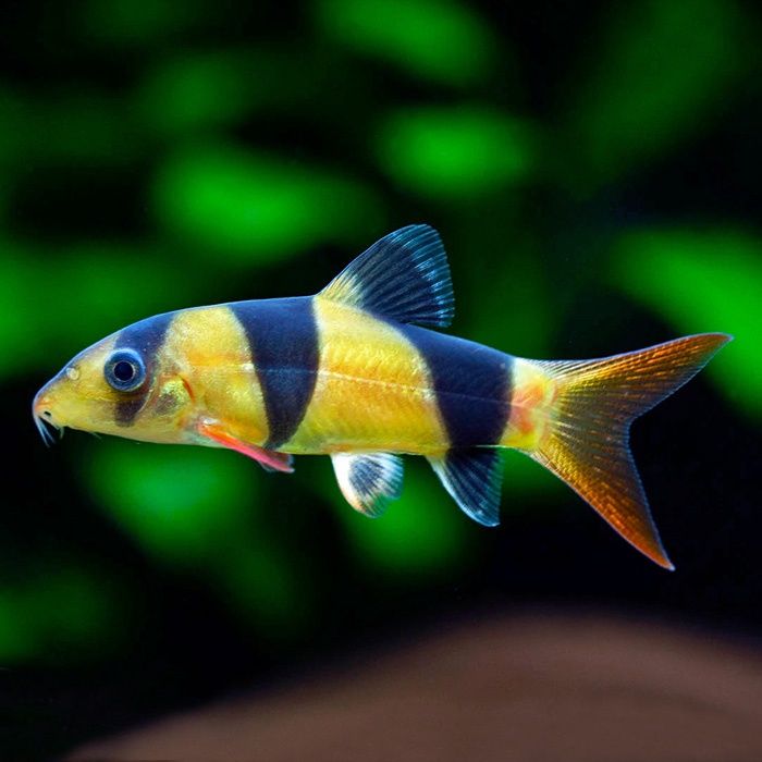 Боция клоун аквариумная рыба