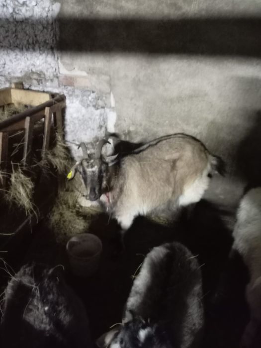 Коз / Ешкілер сатылады