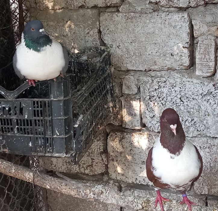 Vând o găină de cochinchina pitic și porumbeii