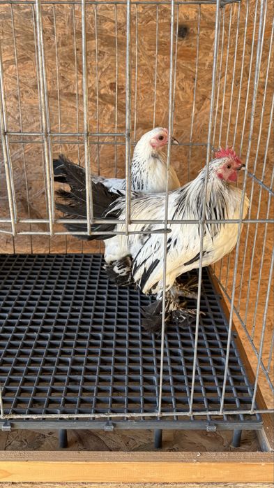 Pasari rasa pitica mii de flori