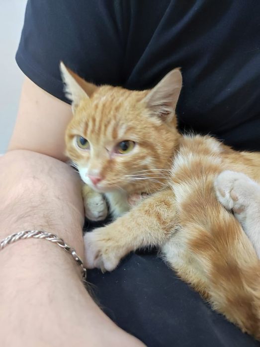 Отдам котика 10 месяцев