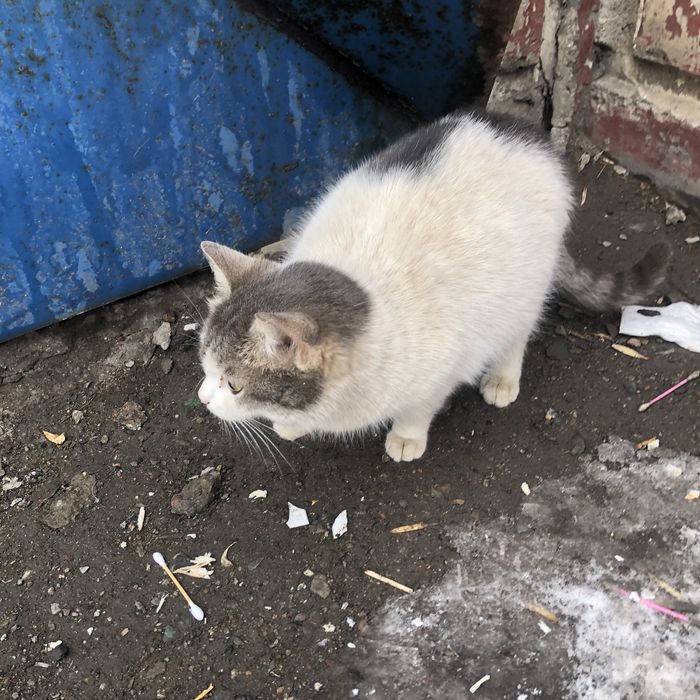 Бездомные животные . Кошки.