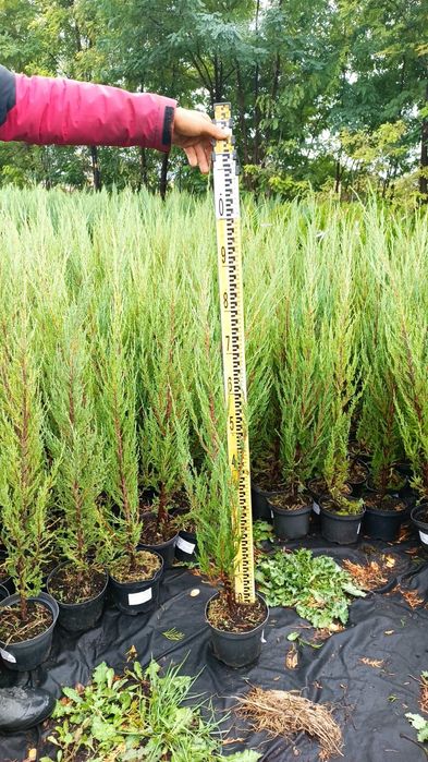 Маживельник, Туя.