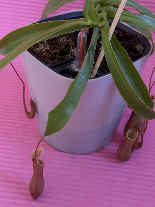 непентес или кувшиночник