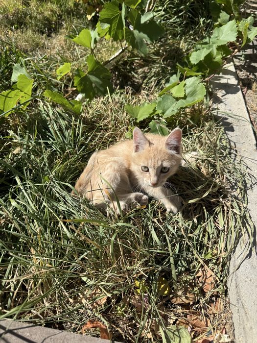 Отдаем маленького котенка, мальчик, в добрые руки