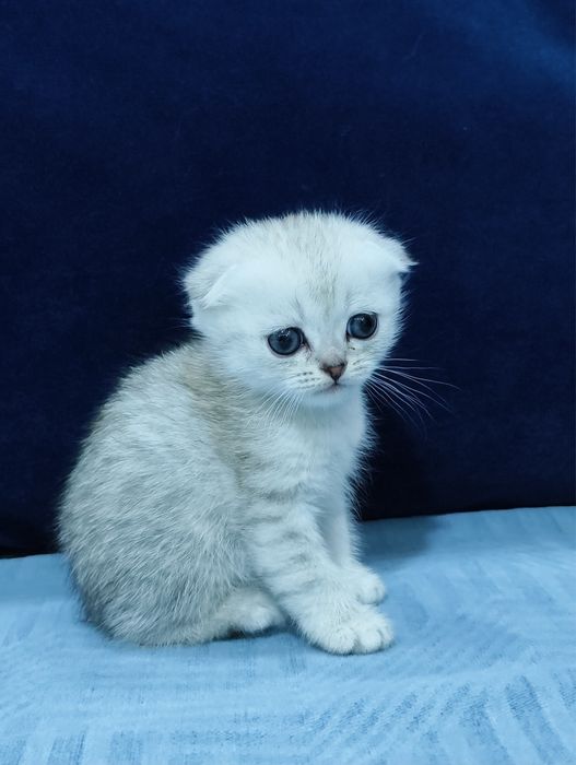 Породистые котята: британцы и скоттиш-фолд